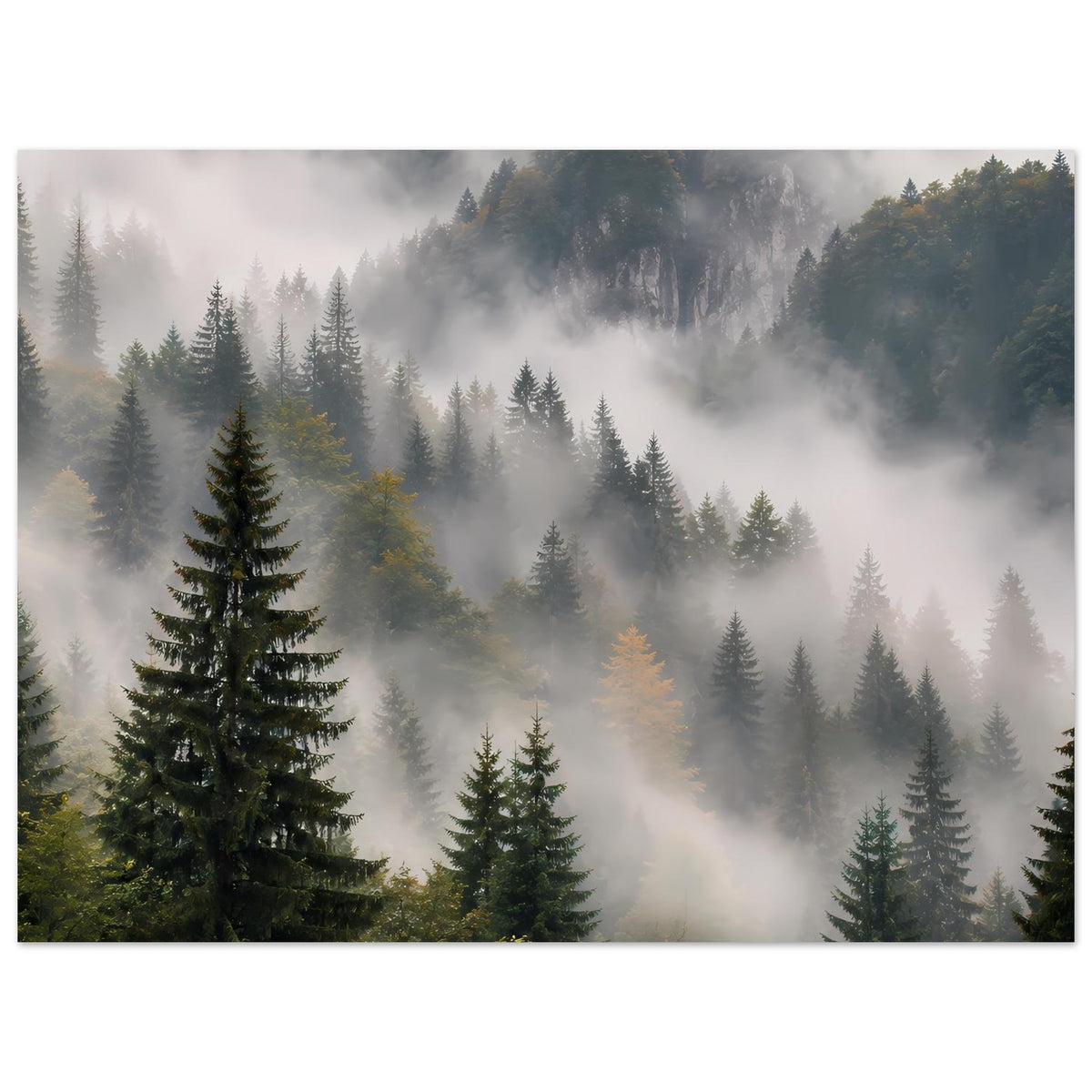 Wandposter Waldpanorama mit Nebelschwaden, Tannen und dunkle Felsformation im Hintergrund