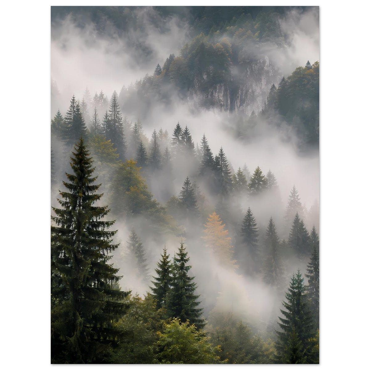 Poster mit Tannenwald im Nebel, mehrere Baumreihen bis zum dunklen Randbereich, Hochformat