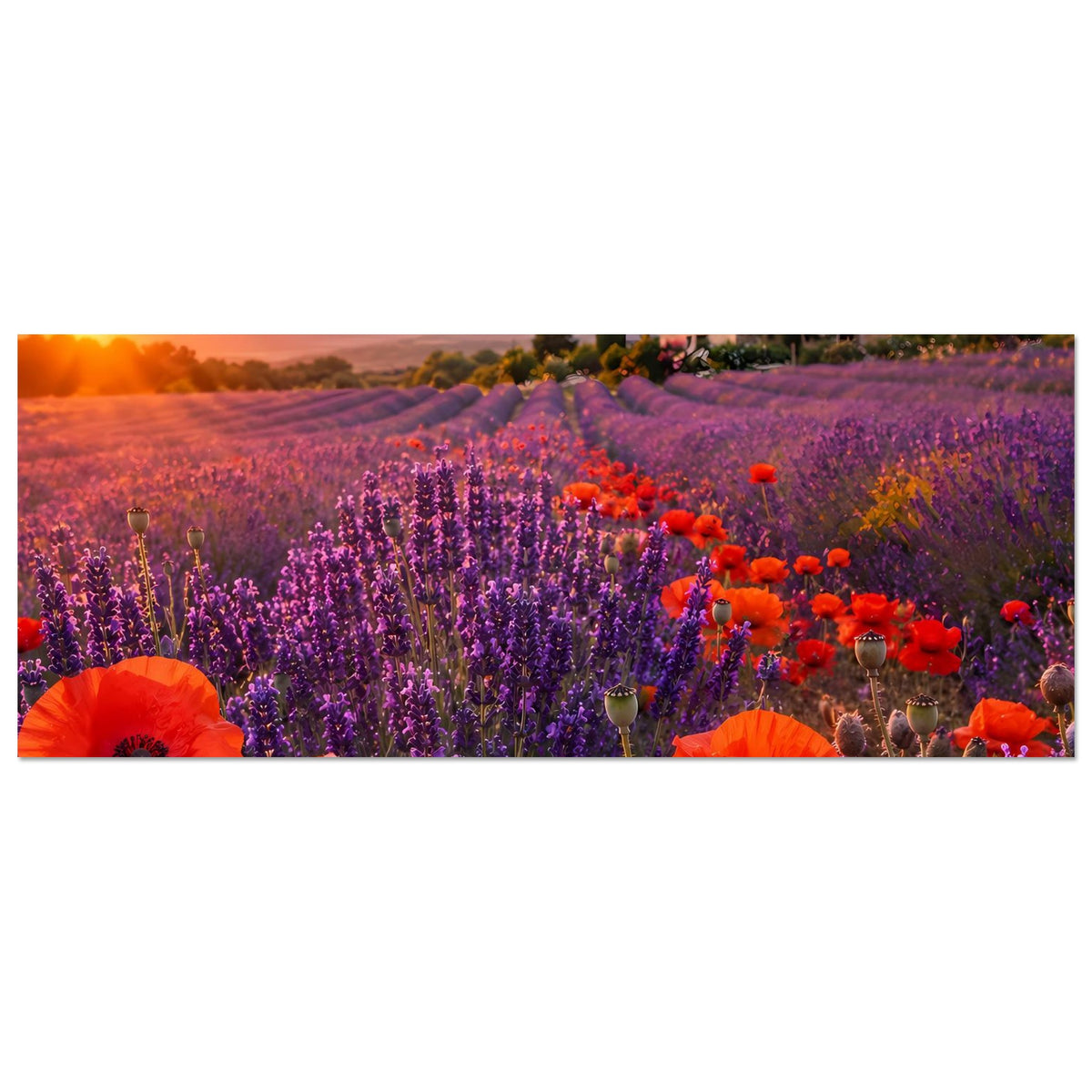 Horizontales Poster: Lavendelfeld mit roten Mohnblumen, Landhaus und Abendhimmel