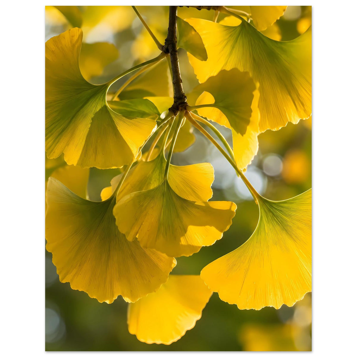 Leuchtendes Ginkgoblatt-Poster mit gelben Wedeln am Zweig, Detailansicht auf mattem Papier.