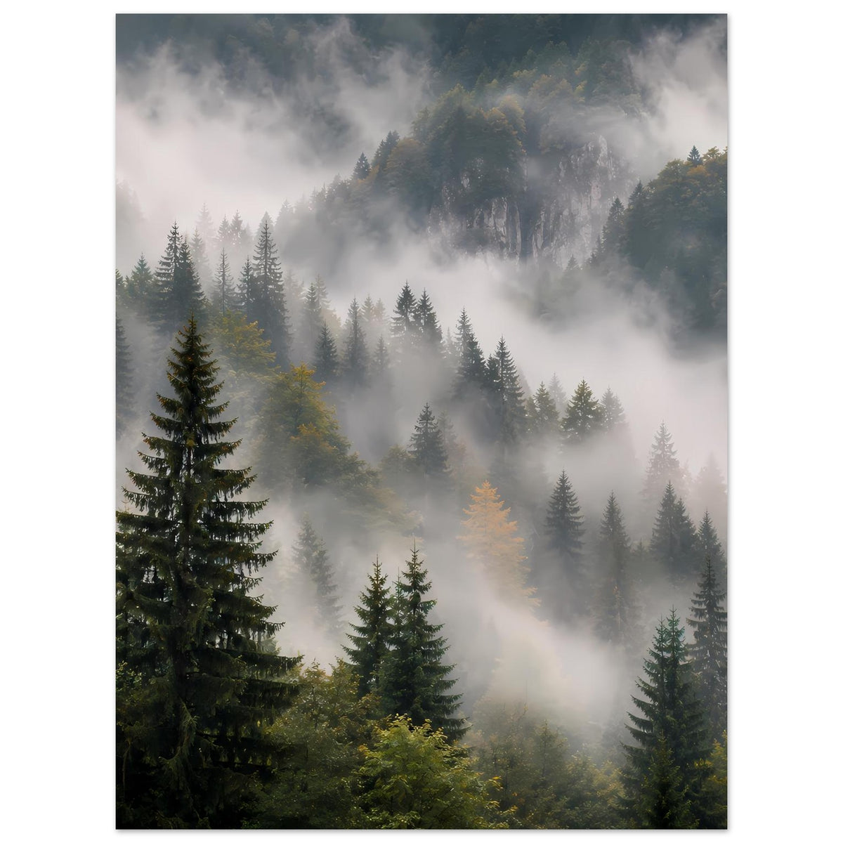Poster mit Waldnebel und dunklen Tannenbäumen, ruhige Berglandschaft im Dunst