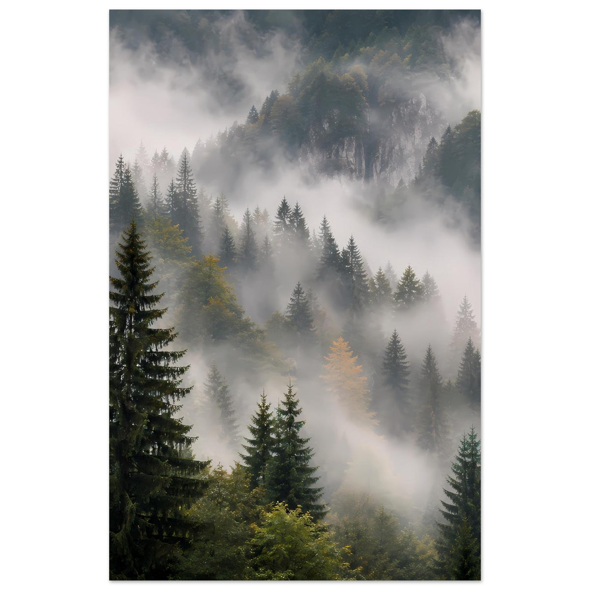 Poster mit Waldlandschaft im Nebel, mehrere Tannen vor lichtem Hintergrund, Hochformat