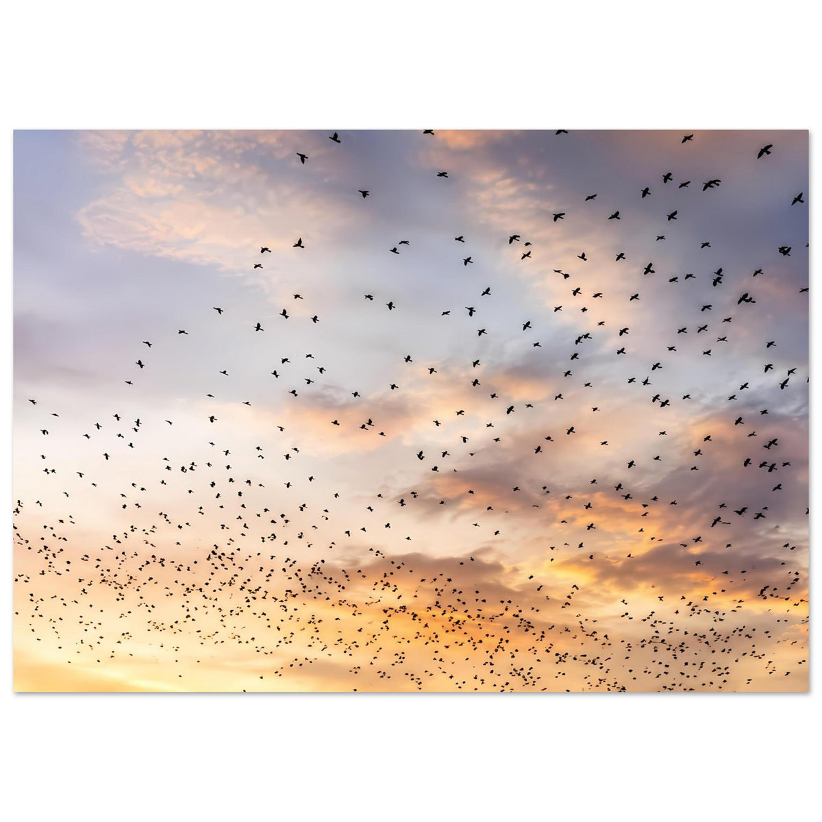 Kunstdruck-Poster (Querformat) mit Vogelschwarm im Abendlicht und Wolkenhimmel