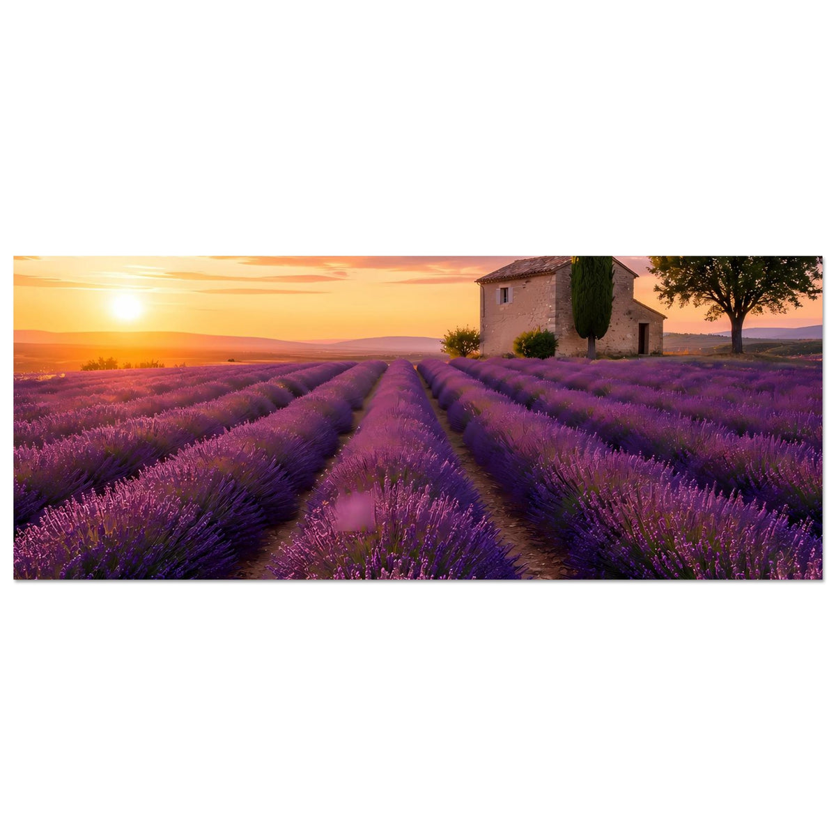 Lavendelfeld-Poster mit Feldweg und Landhaus bei Sonnenuntergang, horizontal