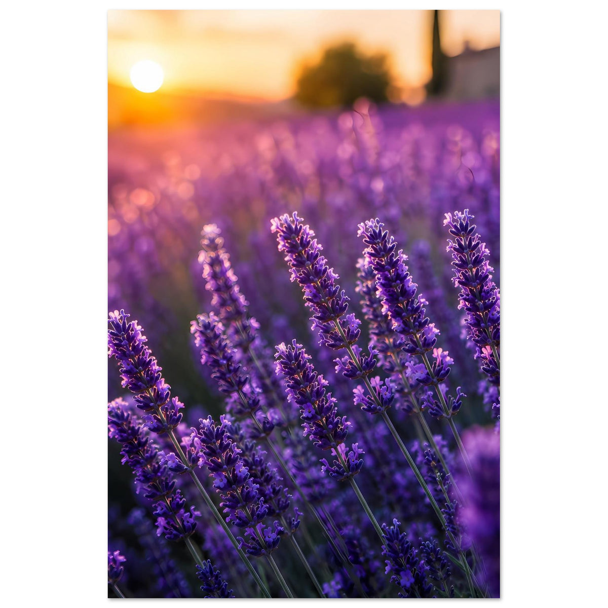 Lavendel-Sonnenuntergang Poster (Hochformat): violette Lavendelblüten im warmen Abendhimmel