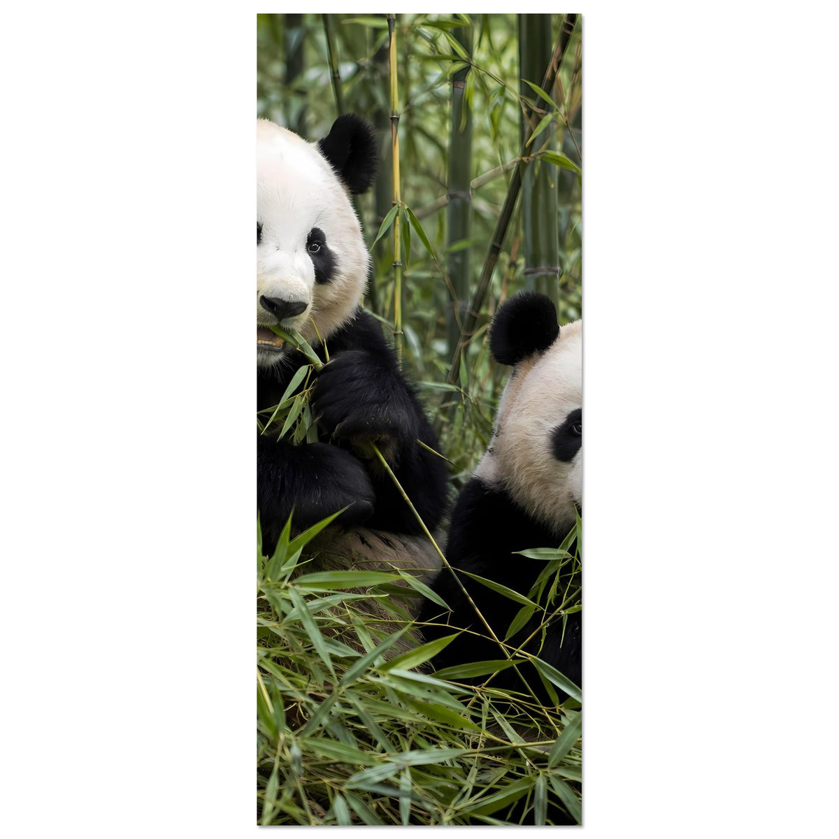 Vertikaler Poster-Ausschnitt: zwei Pandas im Bambus, Premium-Mattpapier