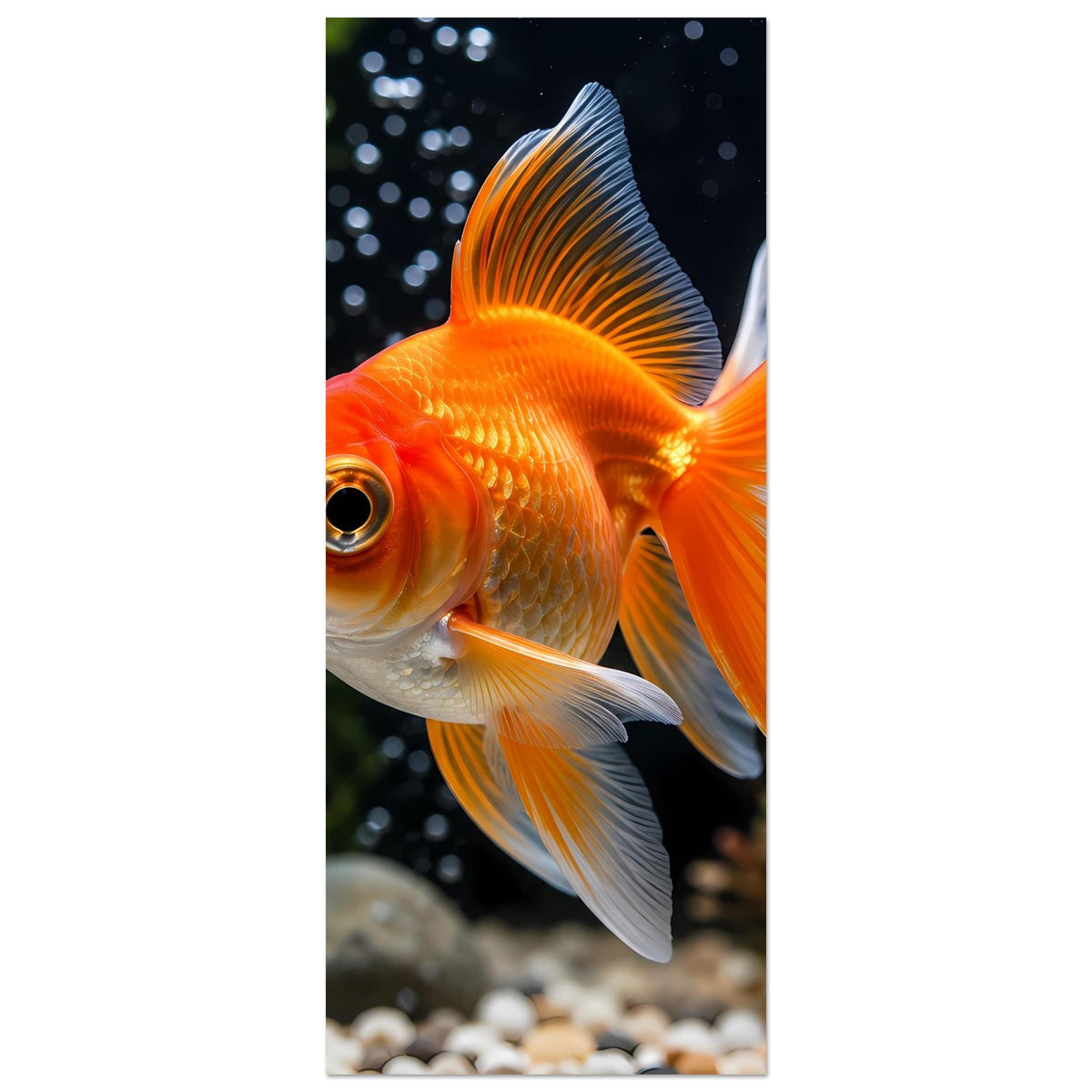 Goldfisch-Poster im Hochformat, orangefarbener Fisch mit weißen Flossen, zugeschnitten