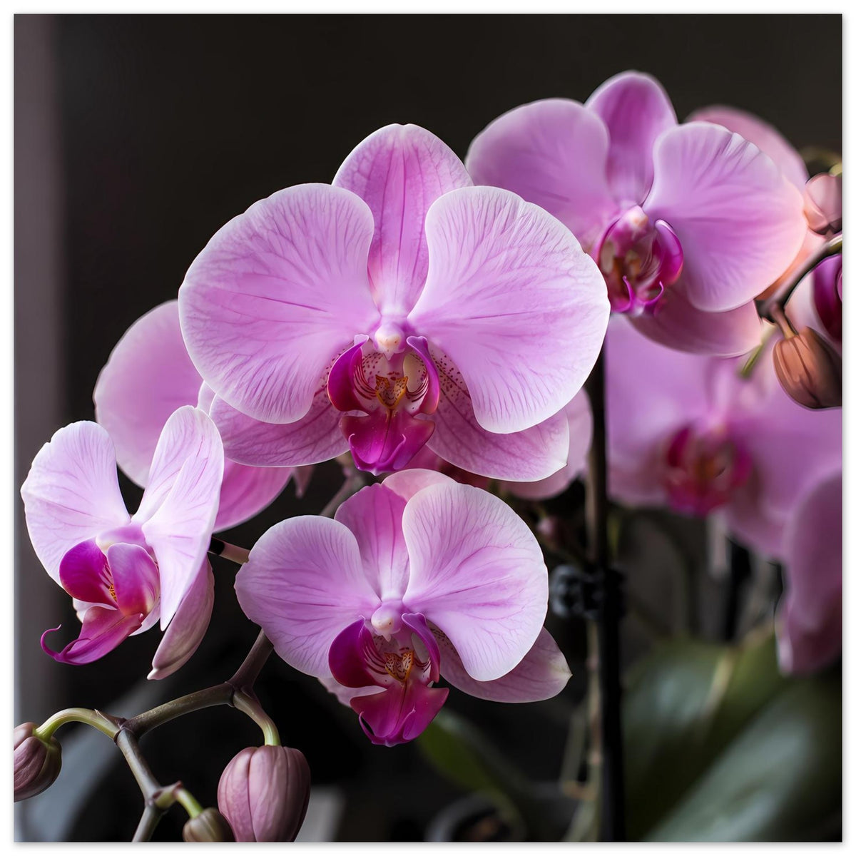 Orchideenblüten-Poster mit mehreren lila-rosa Phalaenopsisblüten und Knospen