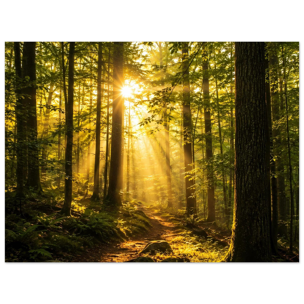 Querformat-Wandposter: Sonnenaufgang zwischen hohen Bäumen, warme Lichtstrahlen