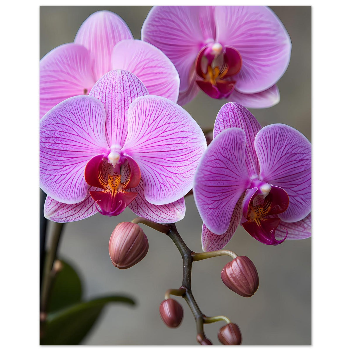 Orchideen-Porträtposter: rosa-lila Orchideenblüten, Knospen und Zweig im Bildausschnitt