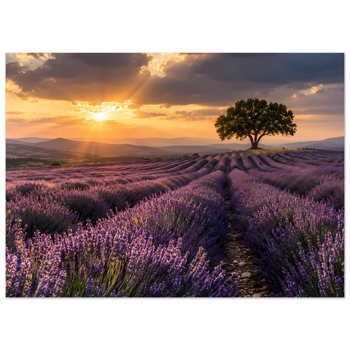 Gerahmtes Poster mit Lavendelblüten, geschwungenem Weg und Sonnenstrahlen durch Wolken
