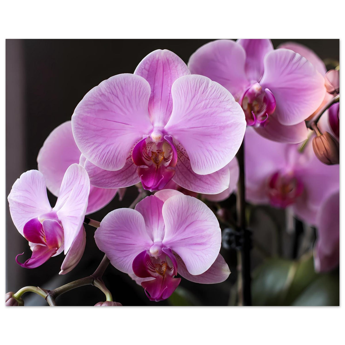 Orchideenblüten-Poster mit mittiger pastellrosa Phalaenopsisblüte und seitlichen Blüten