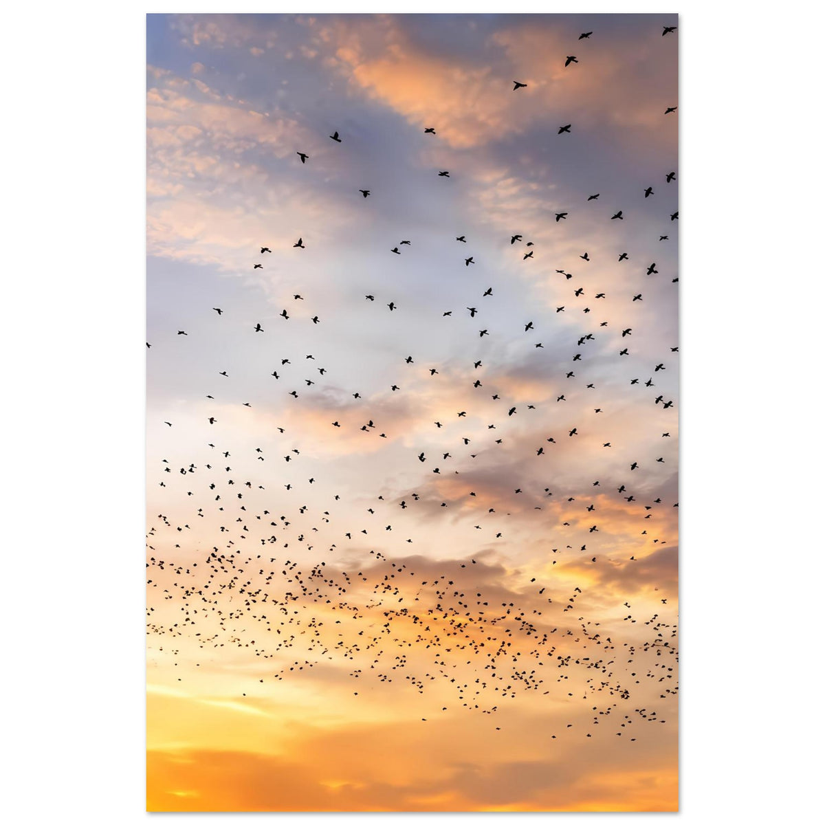 Poster im Hochformat mit Vogelwolke am Abendhimmel, warme goldorange Farbtöne