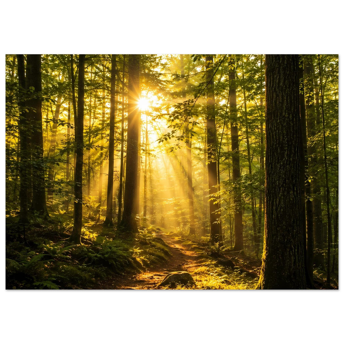 Landschafts-Poster: Sonnenstrahlen im Wald, tiefe Perspektive mit Pfad und moosigem Boden