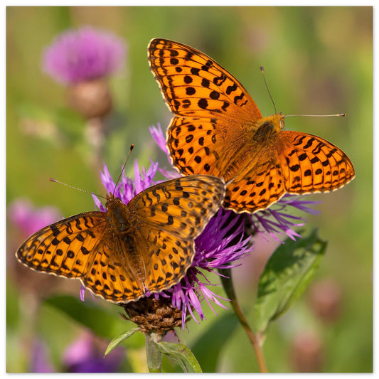 Poster mit drei orangefarbenen Schmetterlingen auf violetten Distelblüten und grünen Blättern
