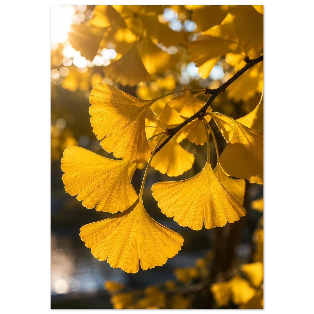 Botanisches Poster mit goldenen Ginkgoblättern an dunklem Zweig, einzelne Blattfächer sichtbar