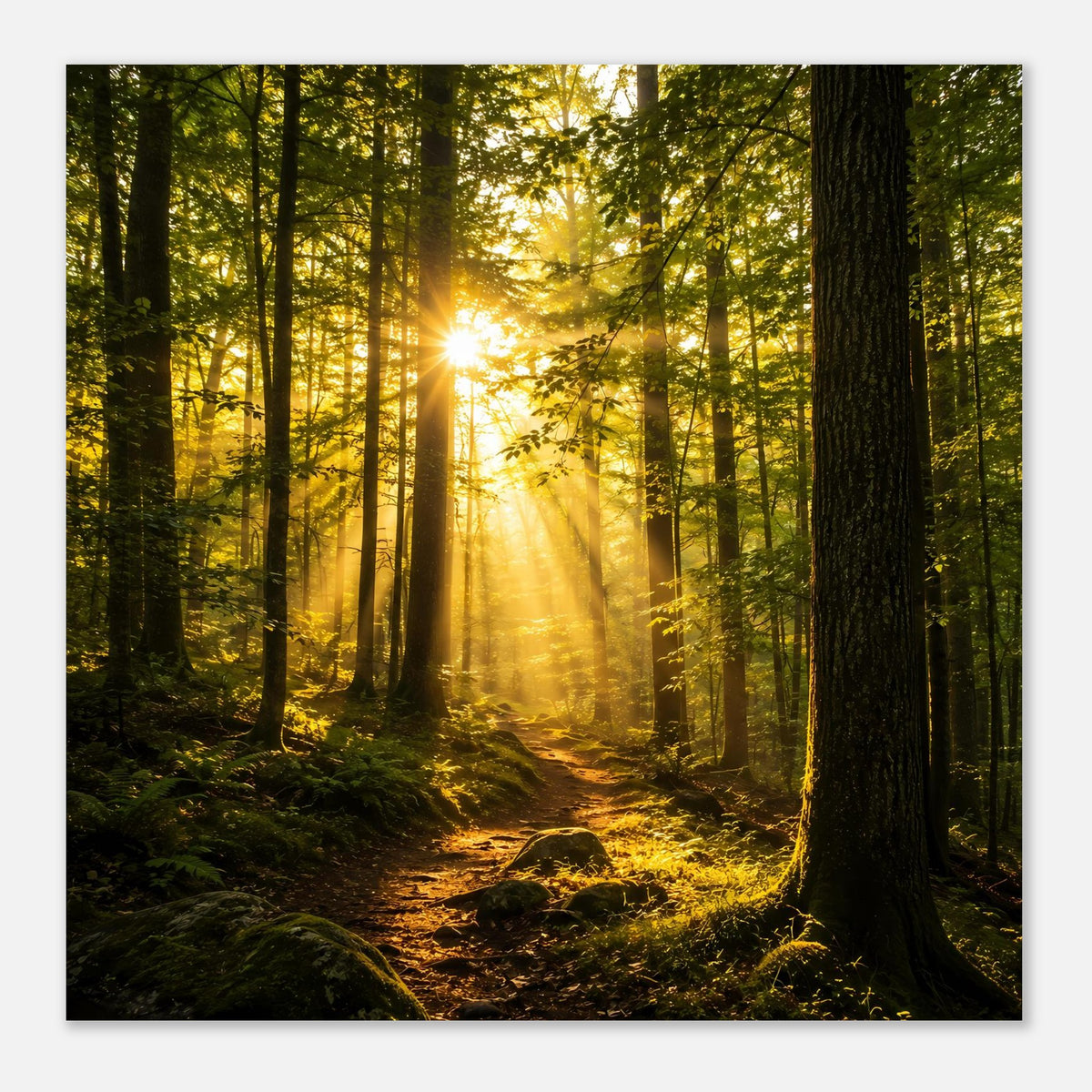 Poster mit Sonnenaufgangslicht im Wald, Baumstämme links und rechts und ein Pfad im Moos