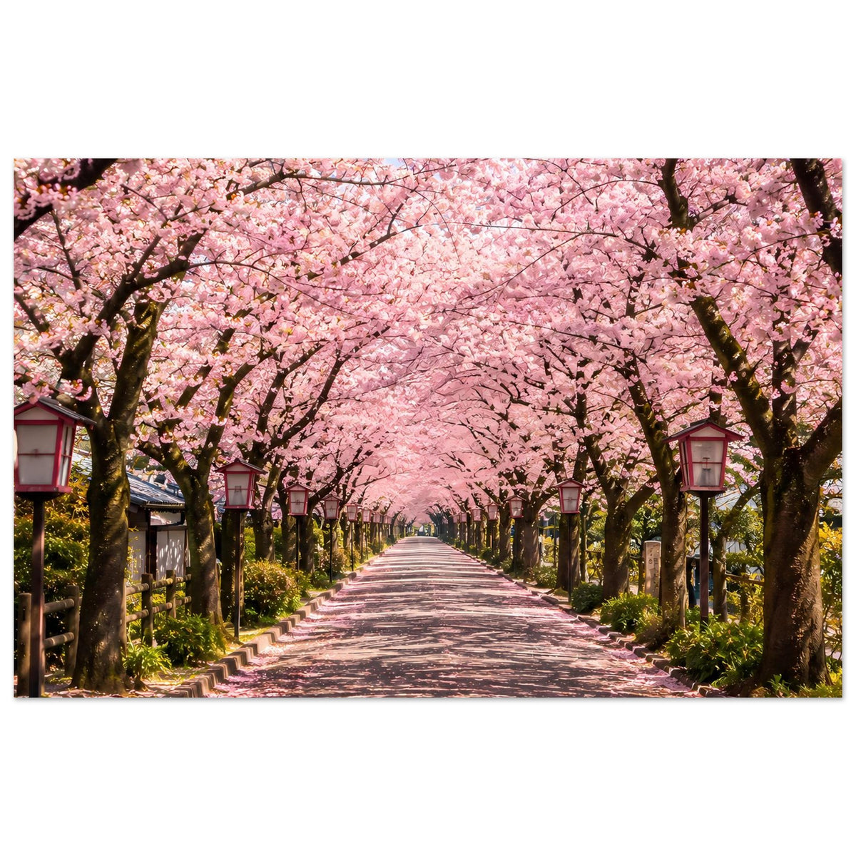 Poster mit Kirschblütenallee, lange Baumreihe mit rosa Blüten am Weg