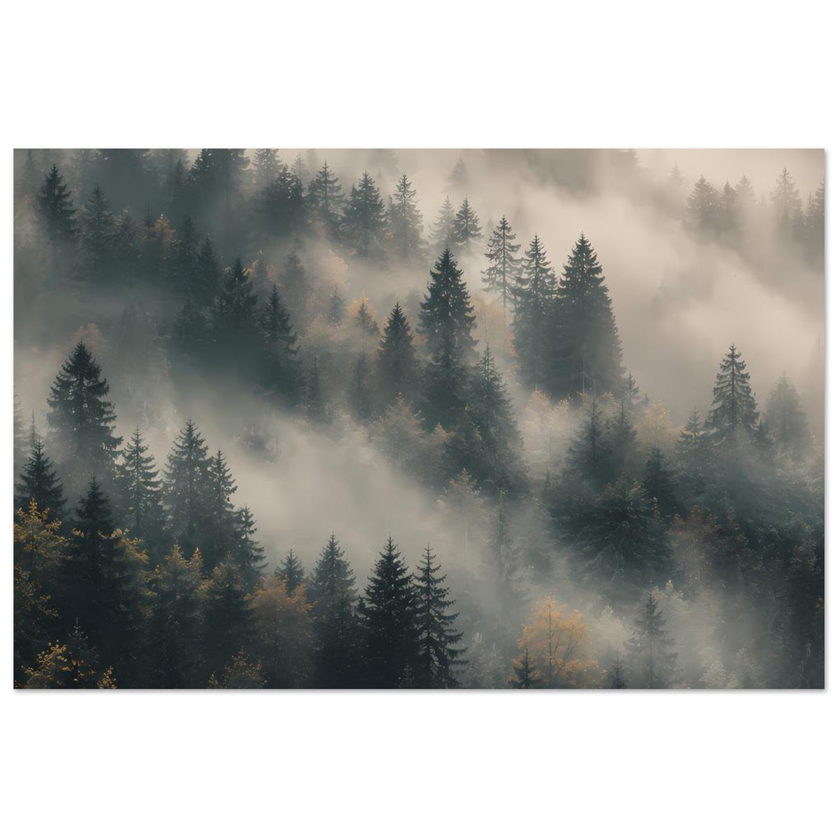 Poster im Hochformat: Tannen im Wald, Nebelschwaden ziehen zwischen den Baumkronen