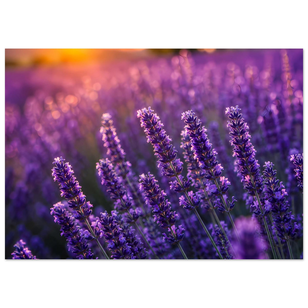 Lavendelblüten-Poster im Querformat, lila Blüten im Vordergrund, Hintergrund weich