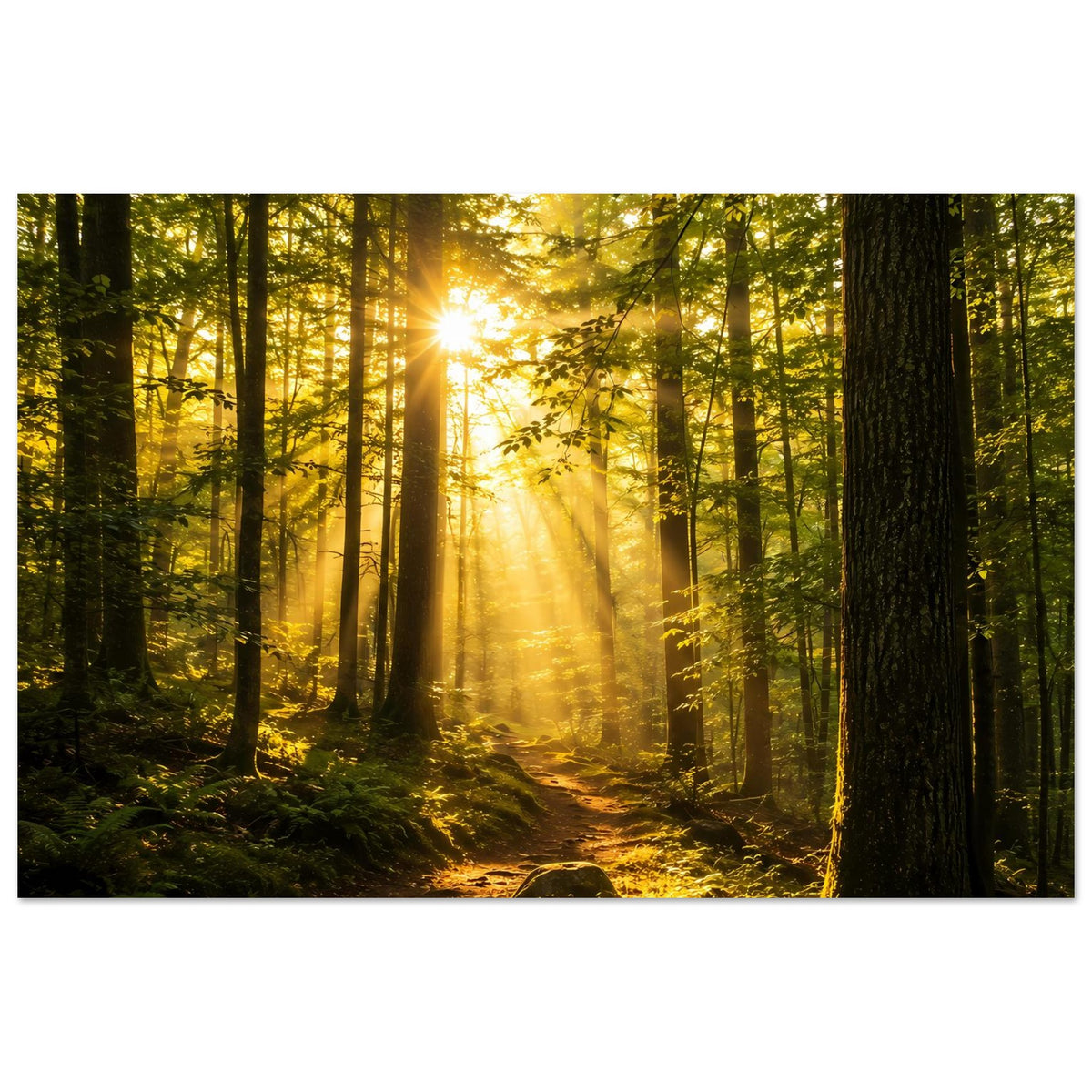 Kunstdruck-Poster Sonnenaufgang im Wald: goldene Sonnenstrahlen über Pfad aus Moos und Erde.