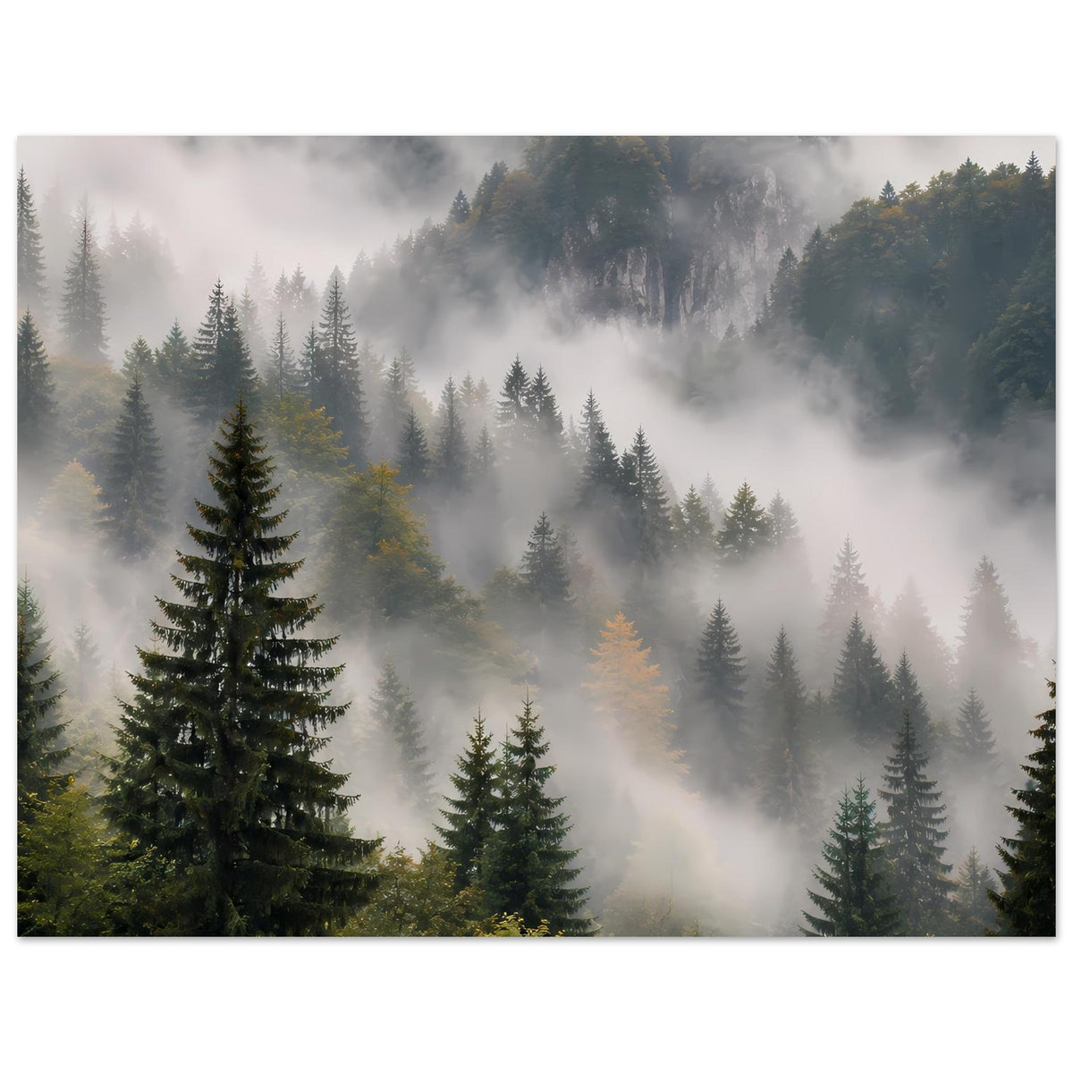 Wandposter, horizontaler Ausschnitt: Wald im Nebel mit Tannen und Bergkulisse