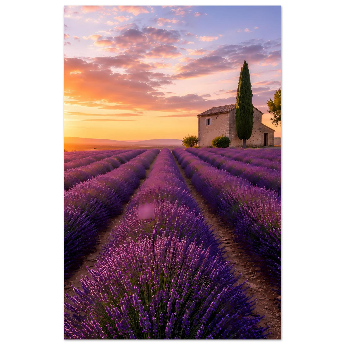 Lavendel-Sonnenuntergang-Poster, Blick über Lavendelfelder, Sonne links, kleines Bauernhaus
