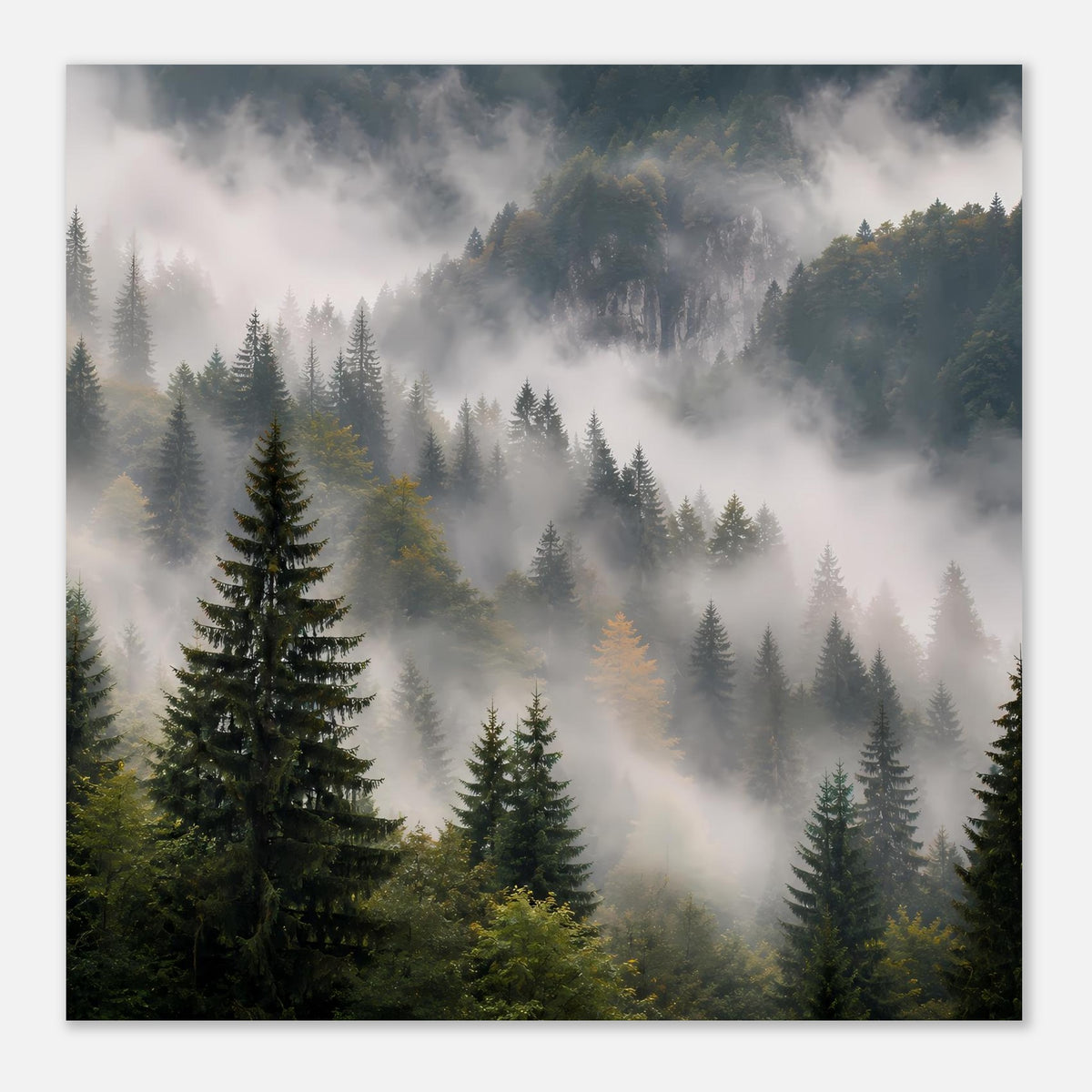 Quadratisches Poster mit Waldlandschaft, Nadelbäume im Nebel und weichen Konturen