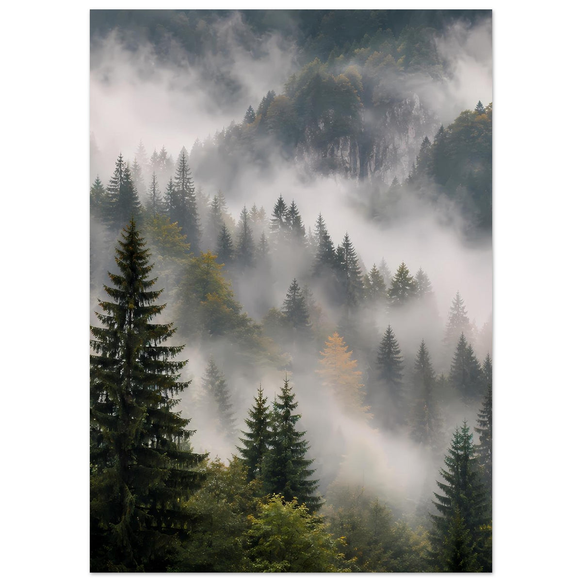 Poster mit Waldlandschaft: hohe Tannen vor Nebelschleiern, dunkle Bergsilhouette im Hintergrund