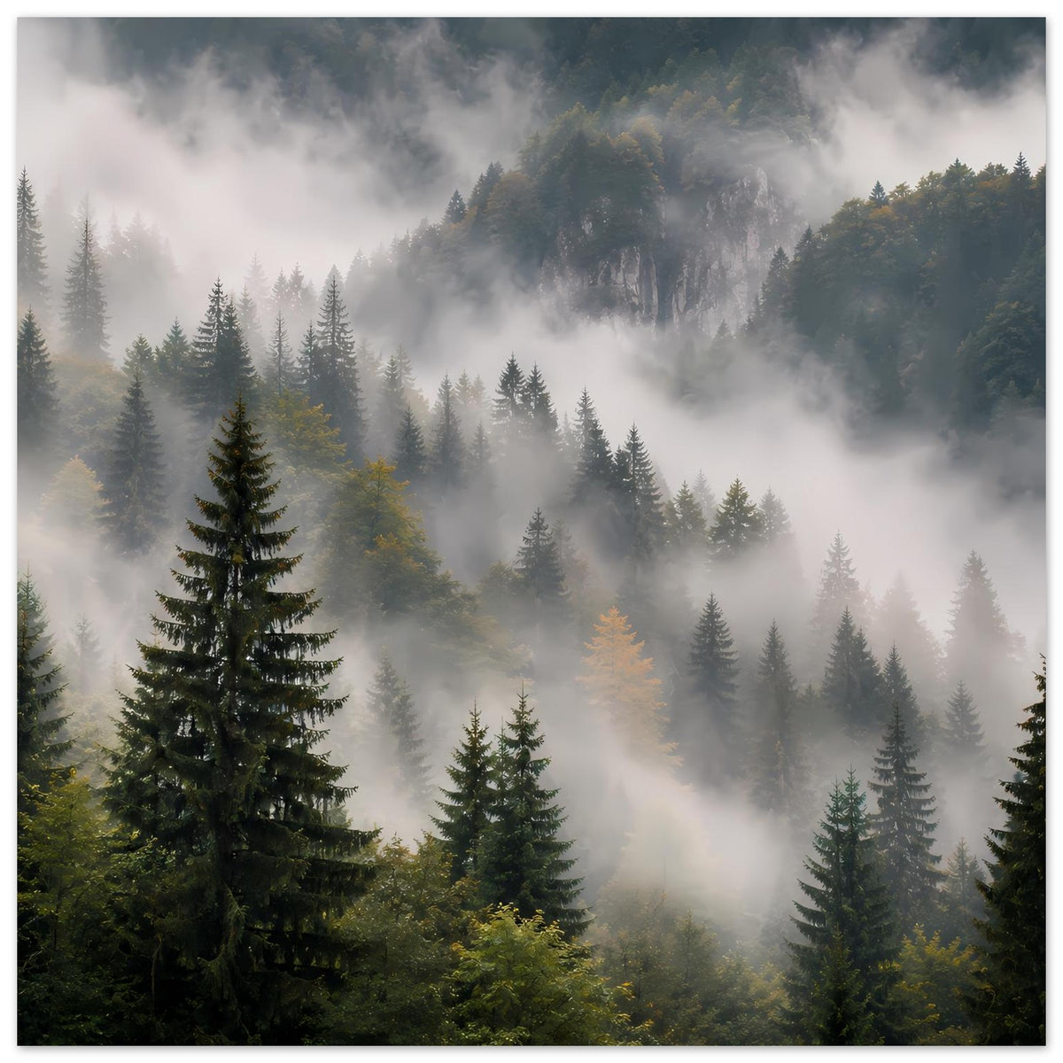 Poster mit Tannenwald im Morgennebel und warmen Lichtinseln