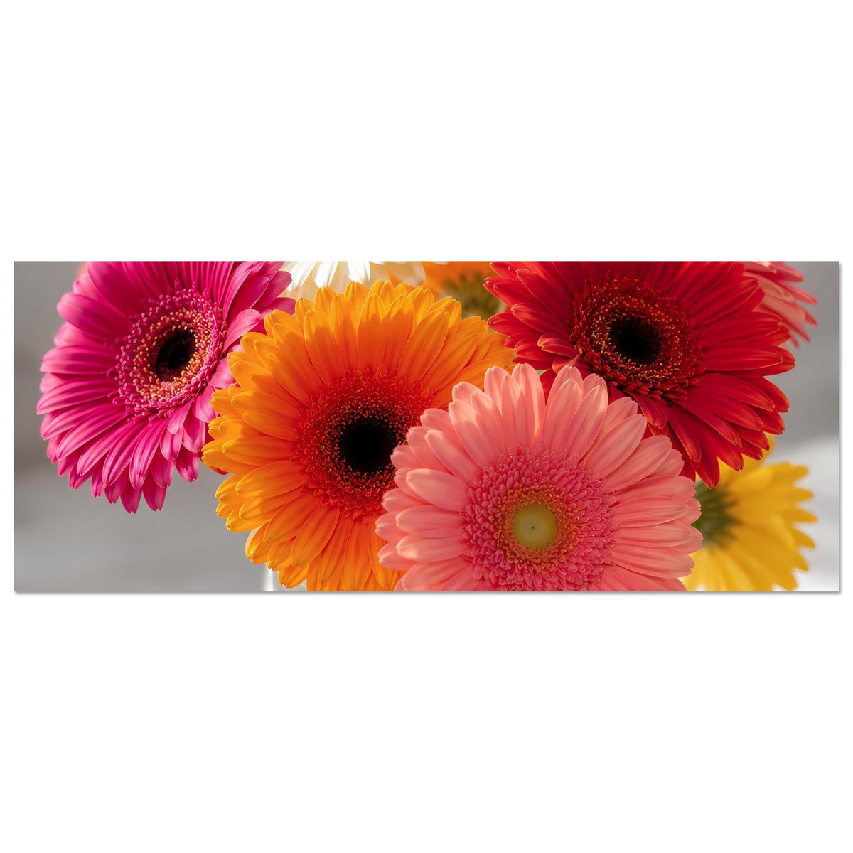 Horizontales Gerbera-Blumenposter: gelbe, orange, rote und pinke Gerbera eng arrangiert