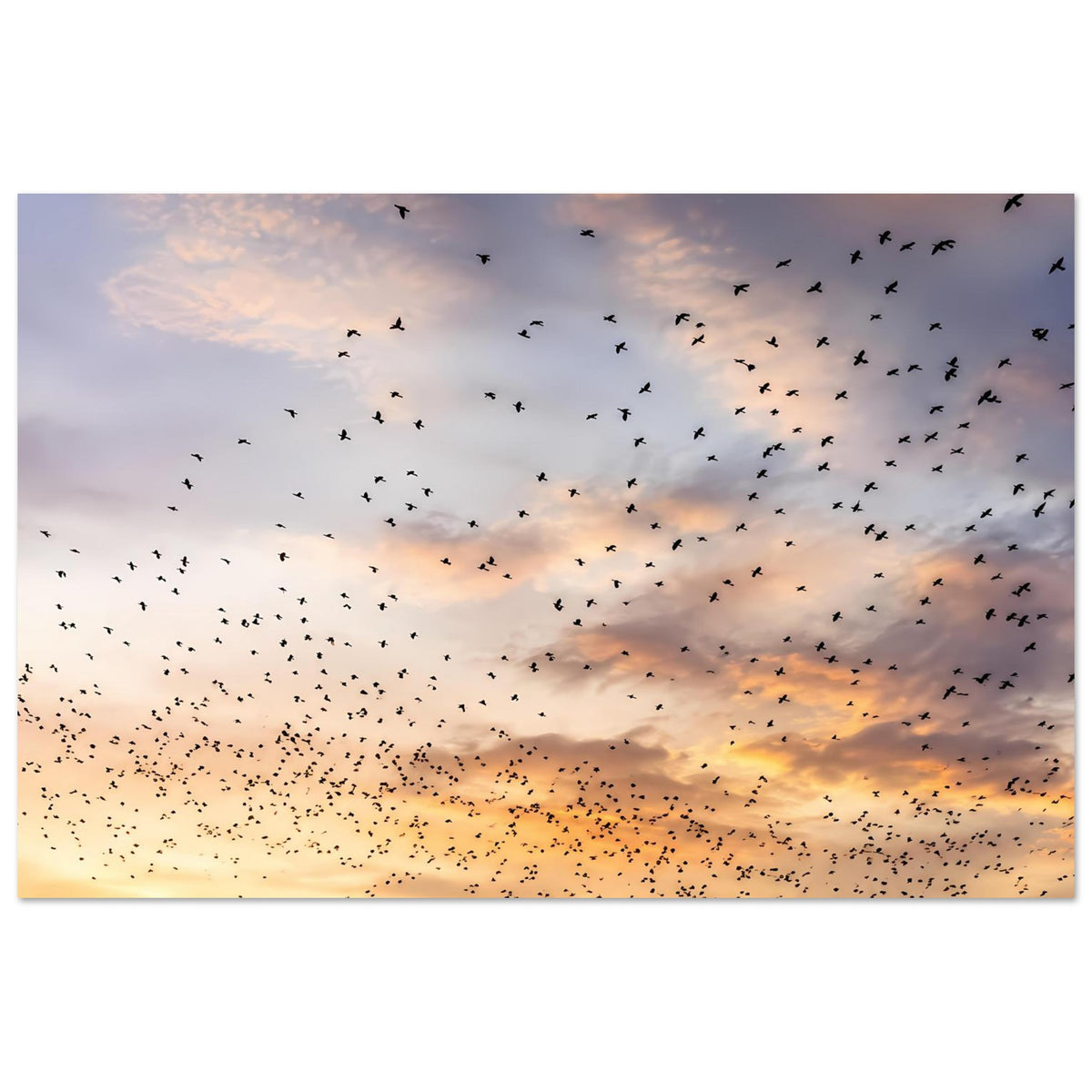 Querformat-Poster mit Vogelzug am Sonnenuntergang, goldgelber Horizont und Wolken