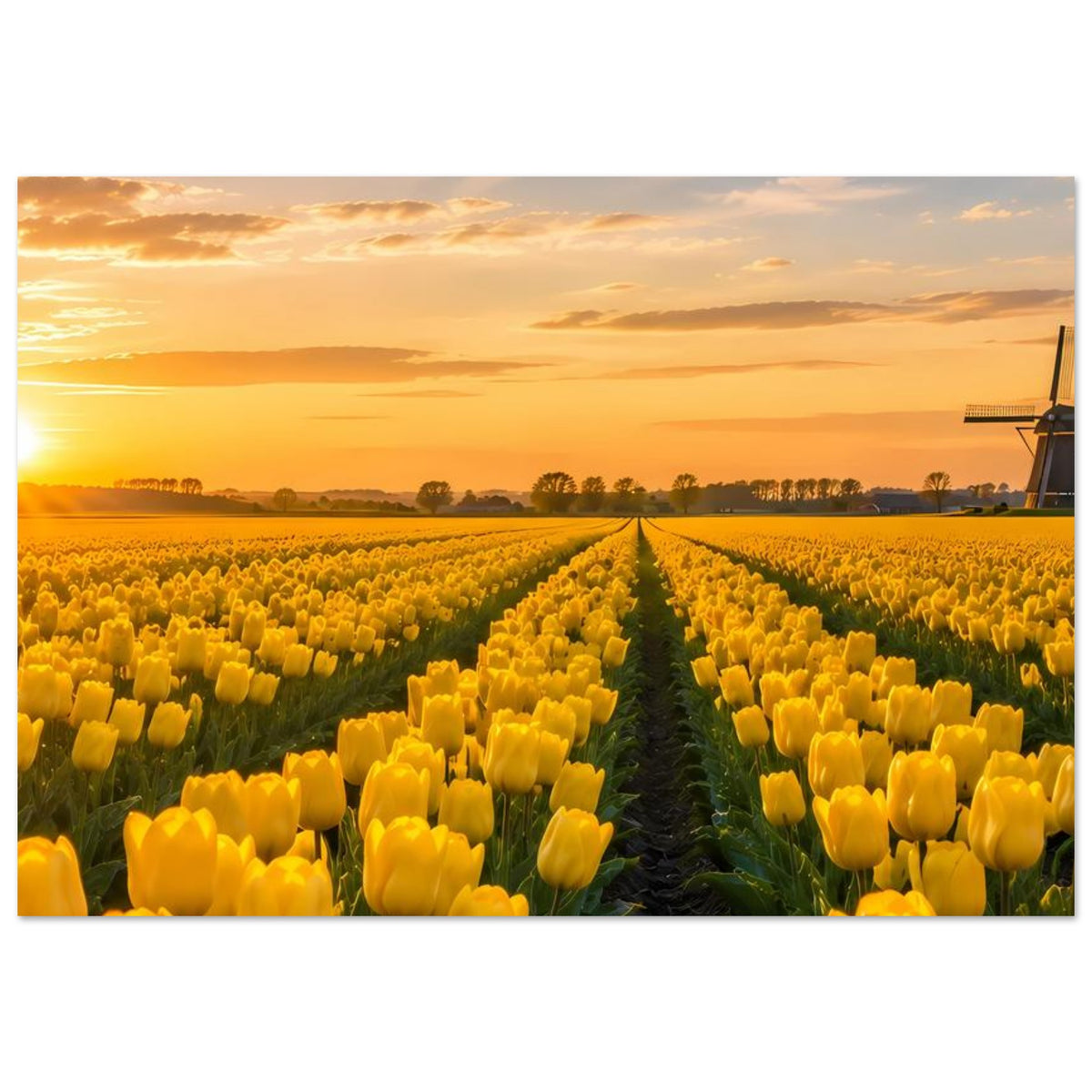 Horizontales Poster mit gelben Tulpenreihen, mittigem Pfad und Windmühlenflügel rechts