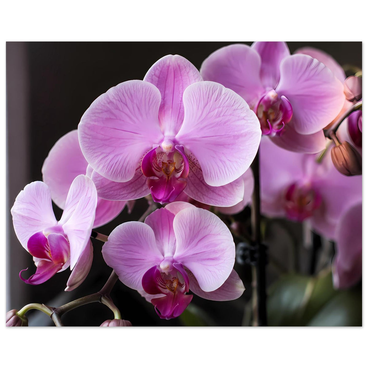 Orchideenblüten-Poster mit üppigen rosa-lila Orchideenblüten und grünem Stielanteil