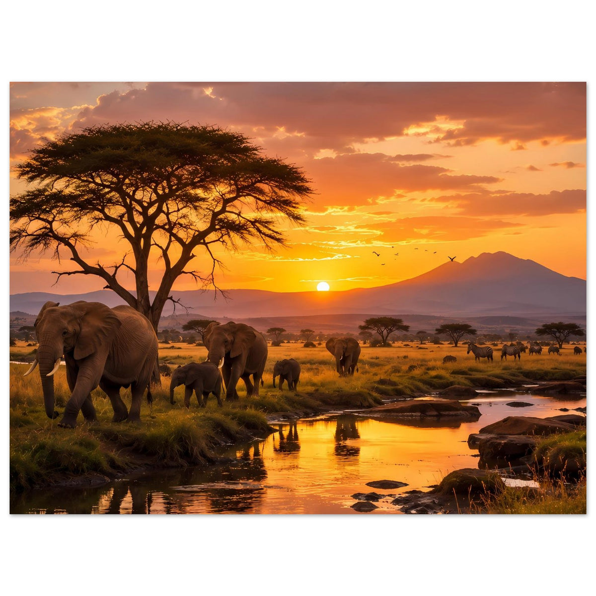 Poster: Elefanten bei Fluss und Akazie in afrikanischer Savanne bei Sonnenuntergang