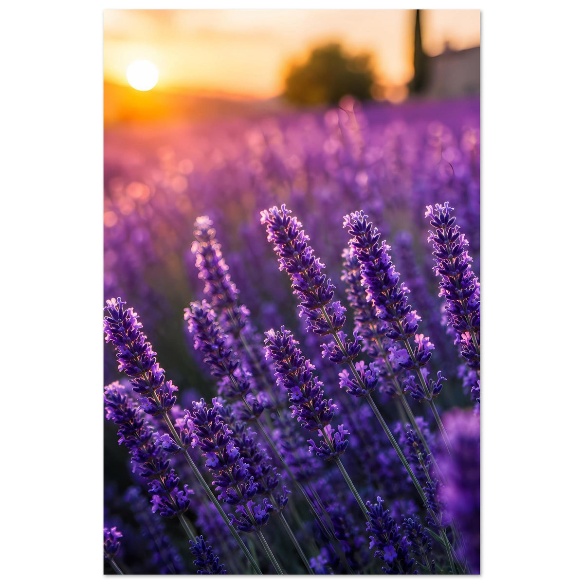 Poster mit Lavendelblüten im violetten Feld, warmes Abendlicht, Hochformat
