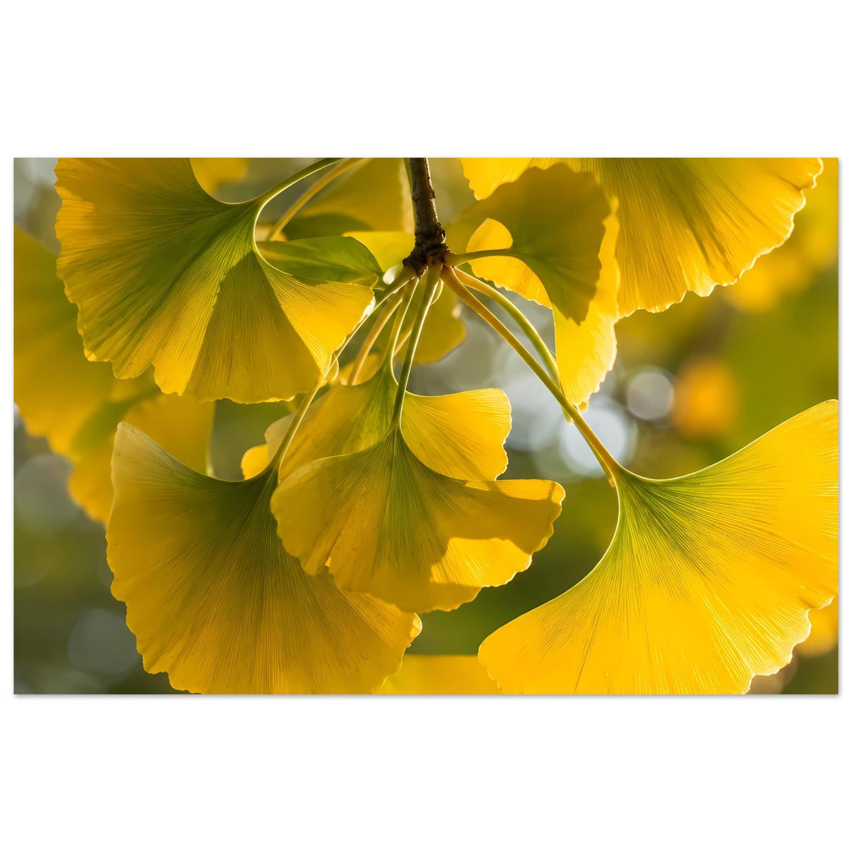 Horizontales Poster mit gelben Ginkgoblättern am dunklen Ast, warmes Lichtmotiv