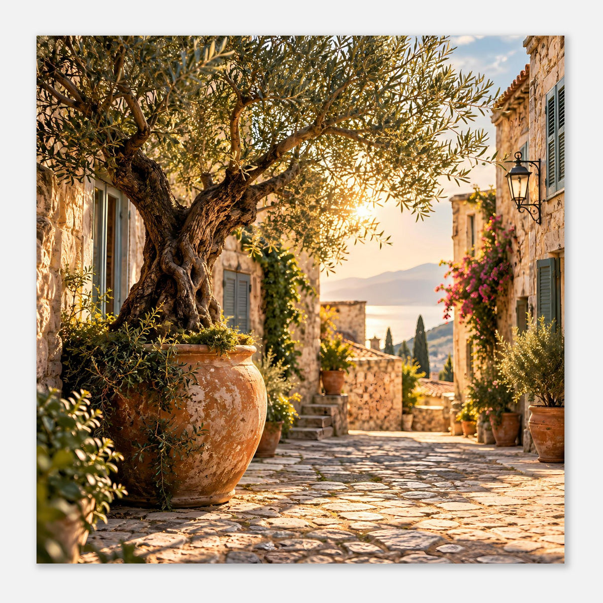 Mediterranes Poster: Olivenbaum und Terrakottatopf, warmes Licht über der Gasse