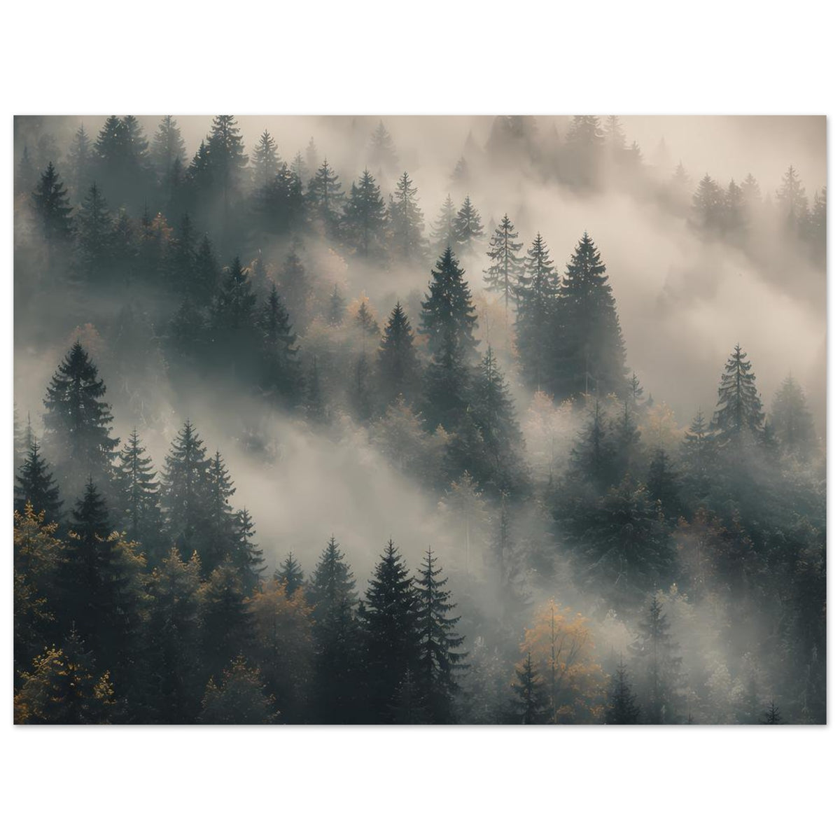 Querformat-Poster mit Tannenwald in dunklem Blaugrün und Nebel über den Baumspitzen