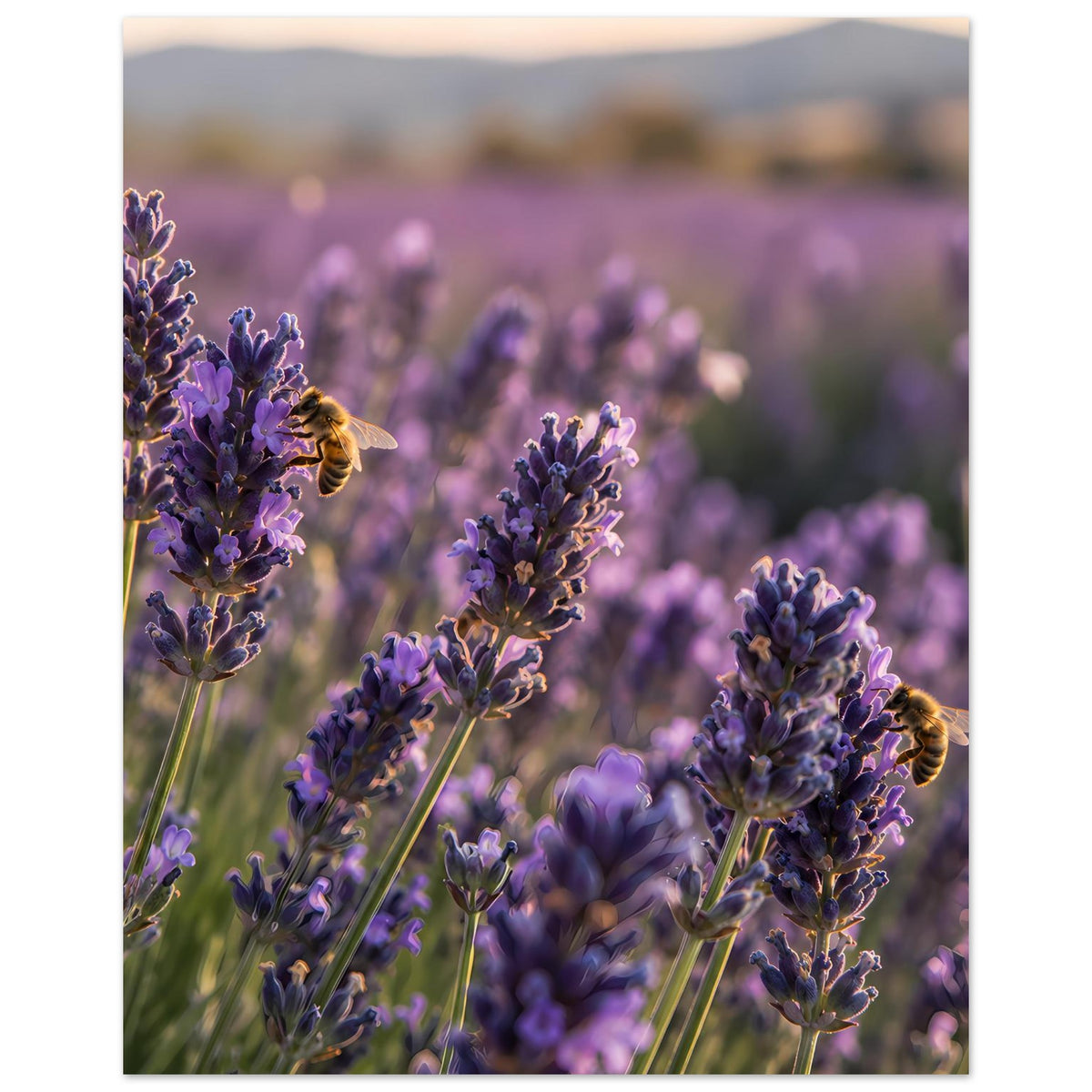 Lavendelblüten-Poster mit violetten Blütenähren im Feld und gelben Insekten