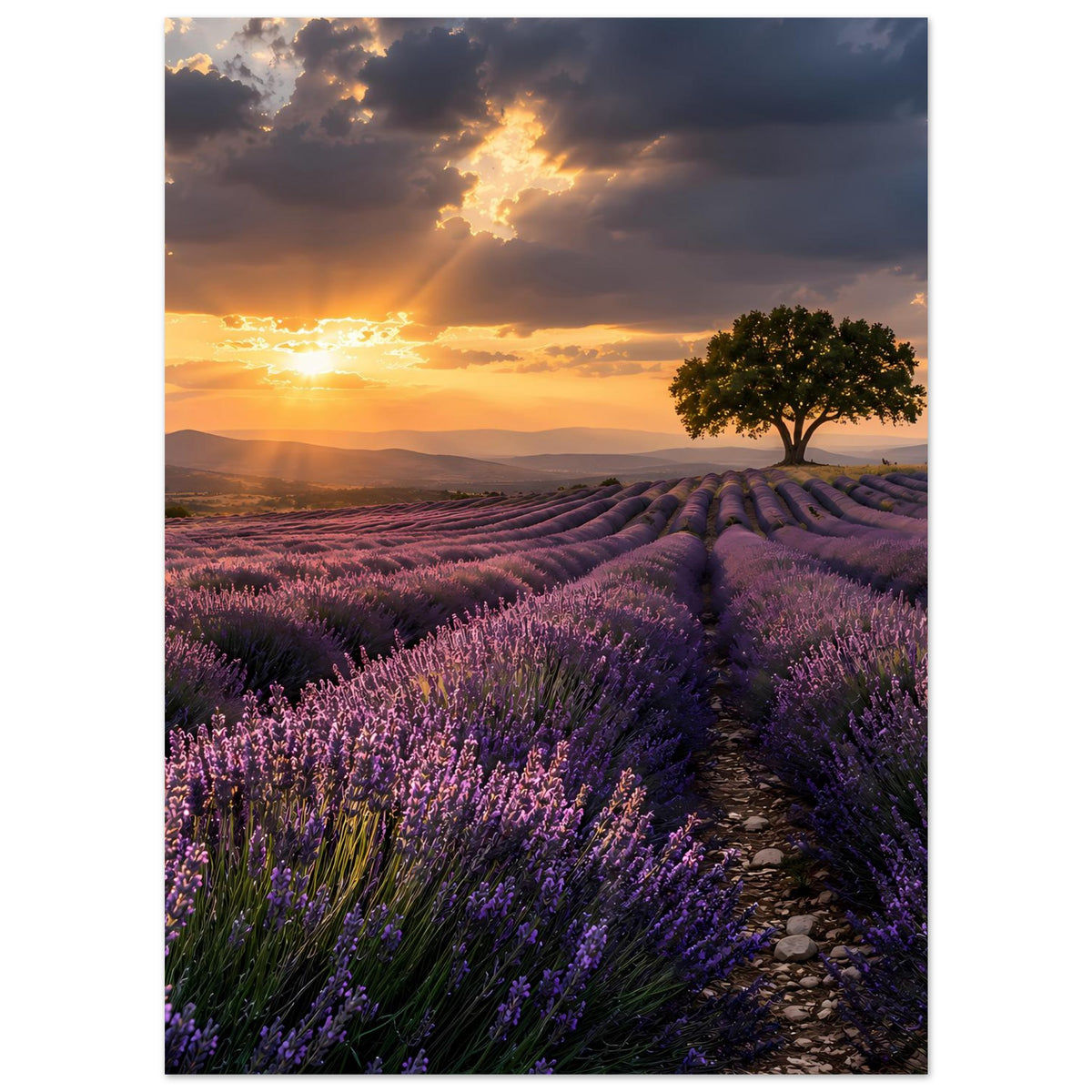 Gerahmtes Poster im Hochformat: Lavendelweg mit Reihen, Abendsonne hinter Wolken, Baum.