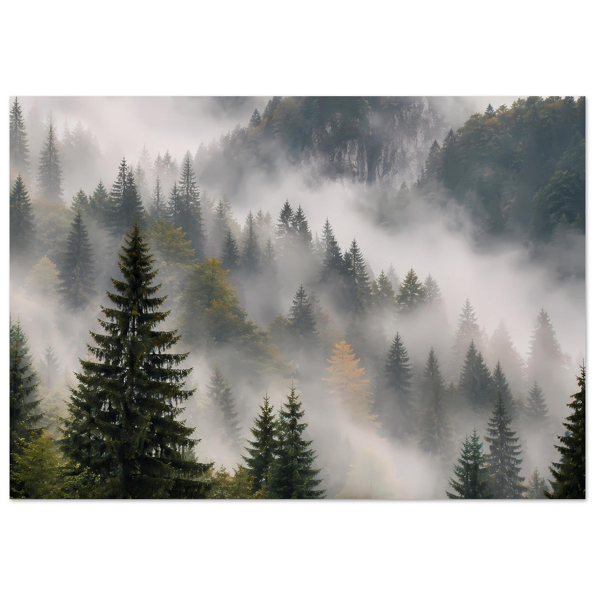 Wandposter Waldpanorama: Tannenbäume und Nebel, ruhige Farbgebung in Grau und Grün