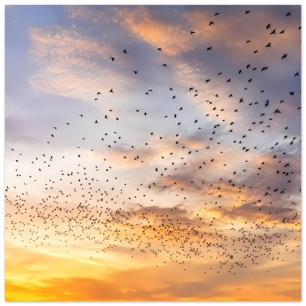 Kunstdruck-Poster mit Vogelschwarm am gold-orange Abendhimmel