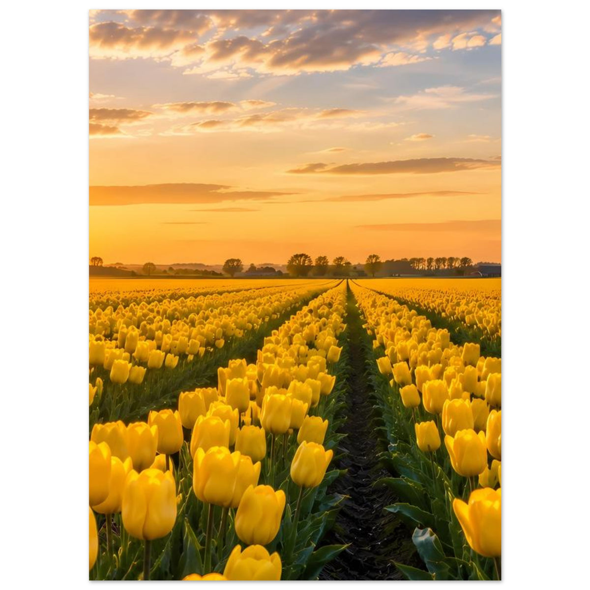 Poster: gelbes Tulpenfeld mit Sonnenuntergang, viele Tulpenreihen im Vordergrund.