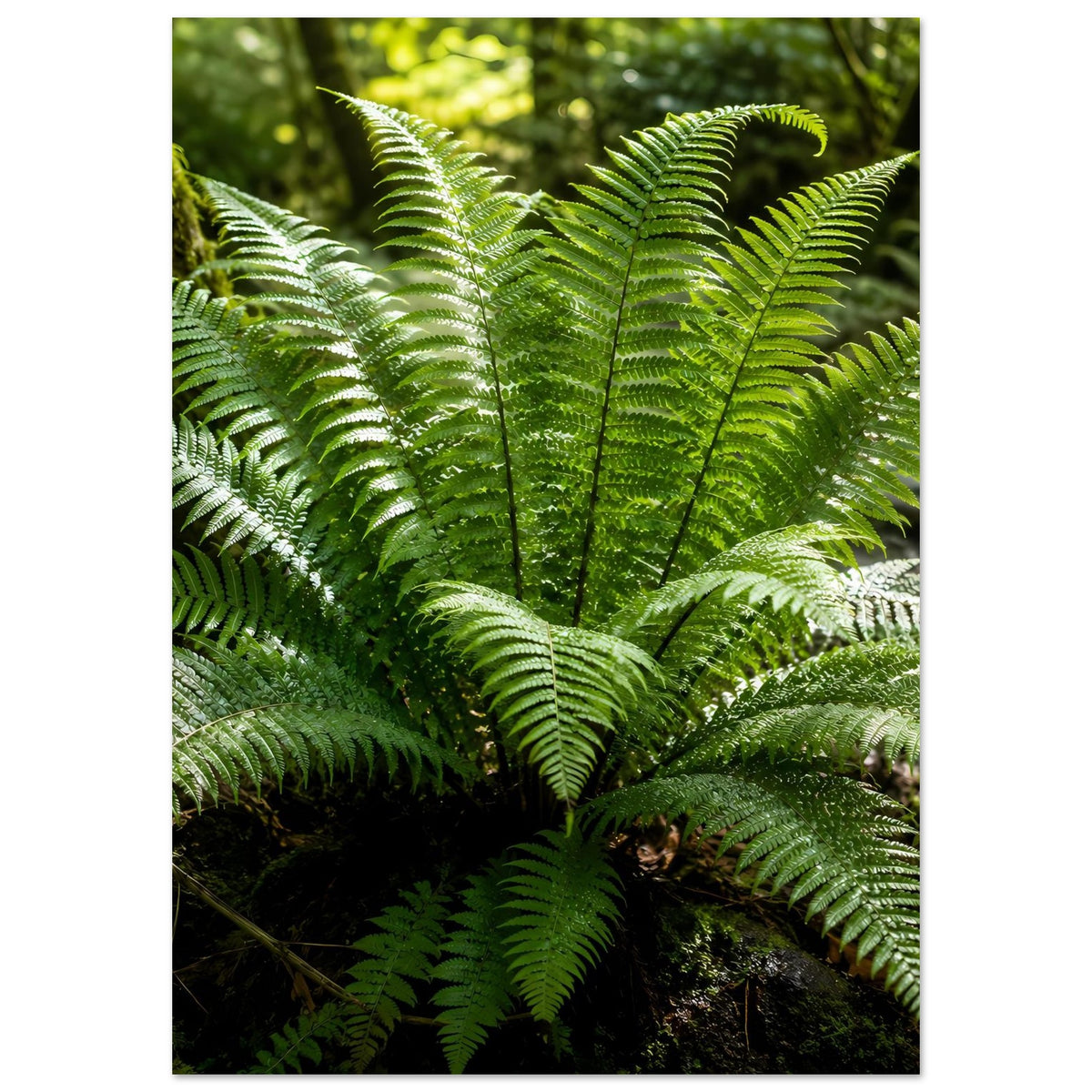 Quadratisches Naturposter mit grünen Farnwedeln, zentrales Blattbuschwerk