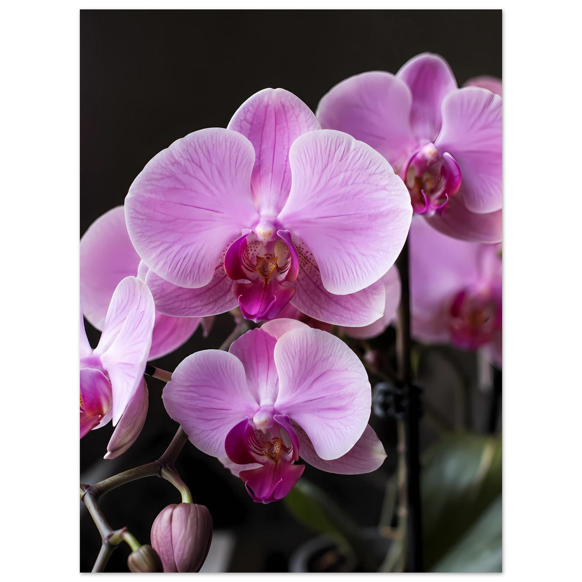 Orchideenblütenposter mit lila-rosa Blüten und dunklem Hintergrund, mehrere Blüten im Fokus