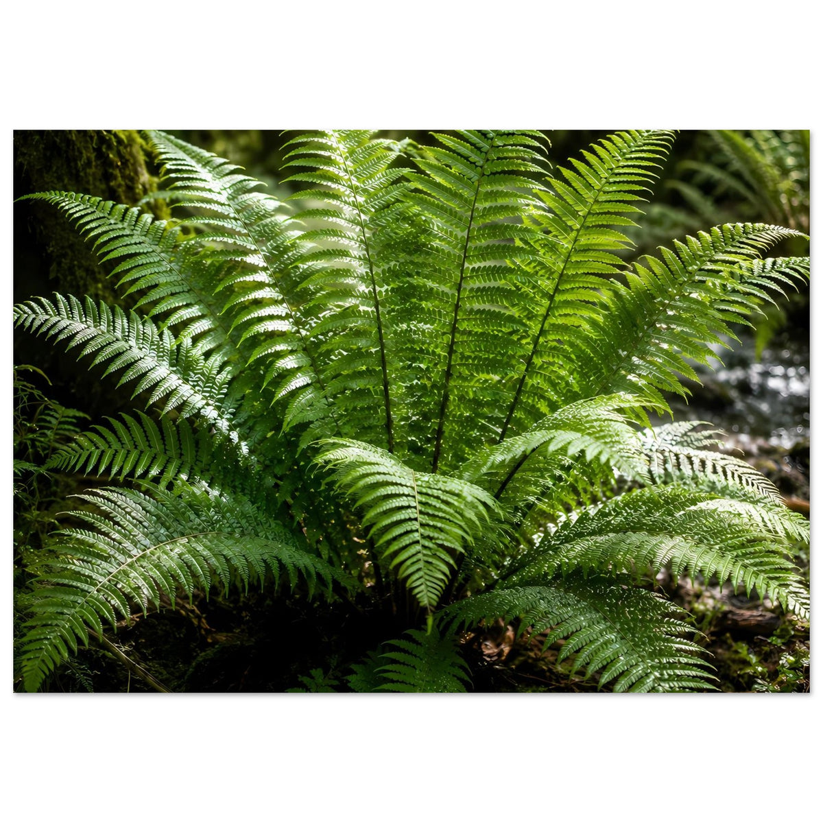 Botanisches Naturposter mit üppigen grünen Farnwedeln, großflächig im Bild