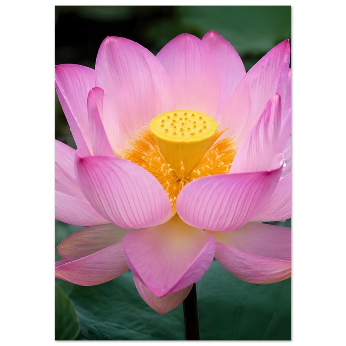 Poster mit rosa Lotusblüte im Nahbereich, gelbe Blütenmitte, schwarzer Rand