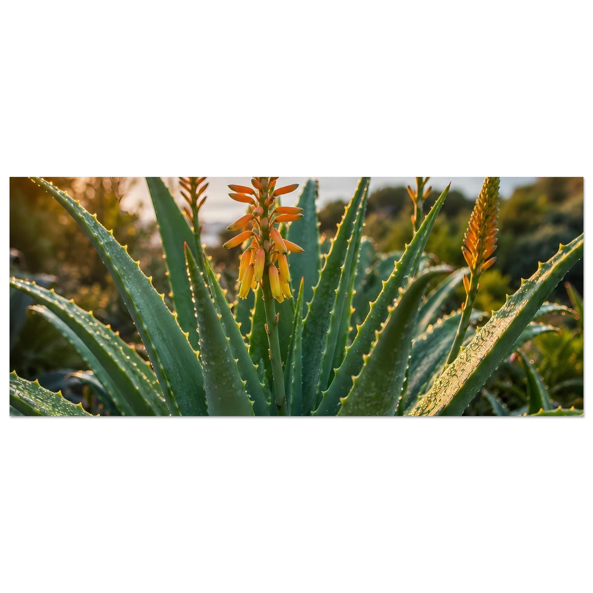 Horizontales Poster mit Aloe vera: grüne Blattrosette und orangefarbene Blütenrispen