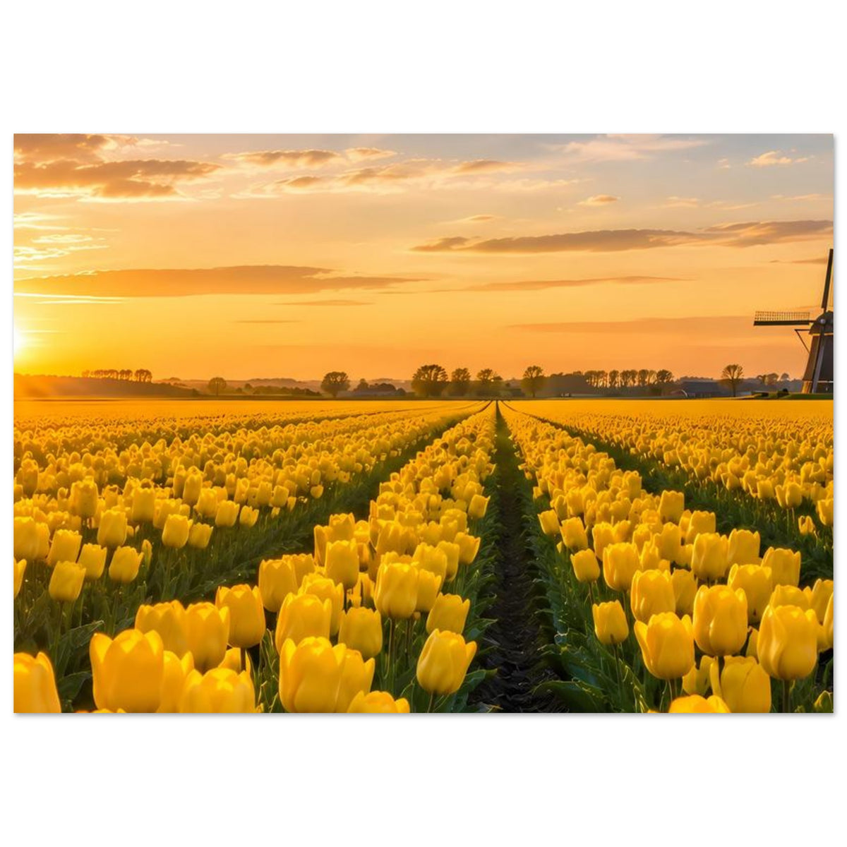 Poster mit gelbem Tulpenfeld, mittigem Weg und Abendhimmel, Windmühle rechts angeschnitten